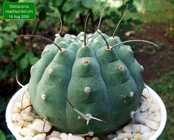 Matucana_ madisoniorum _04